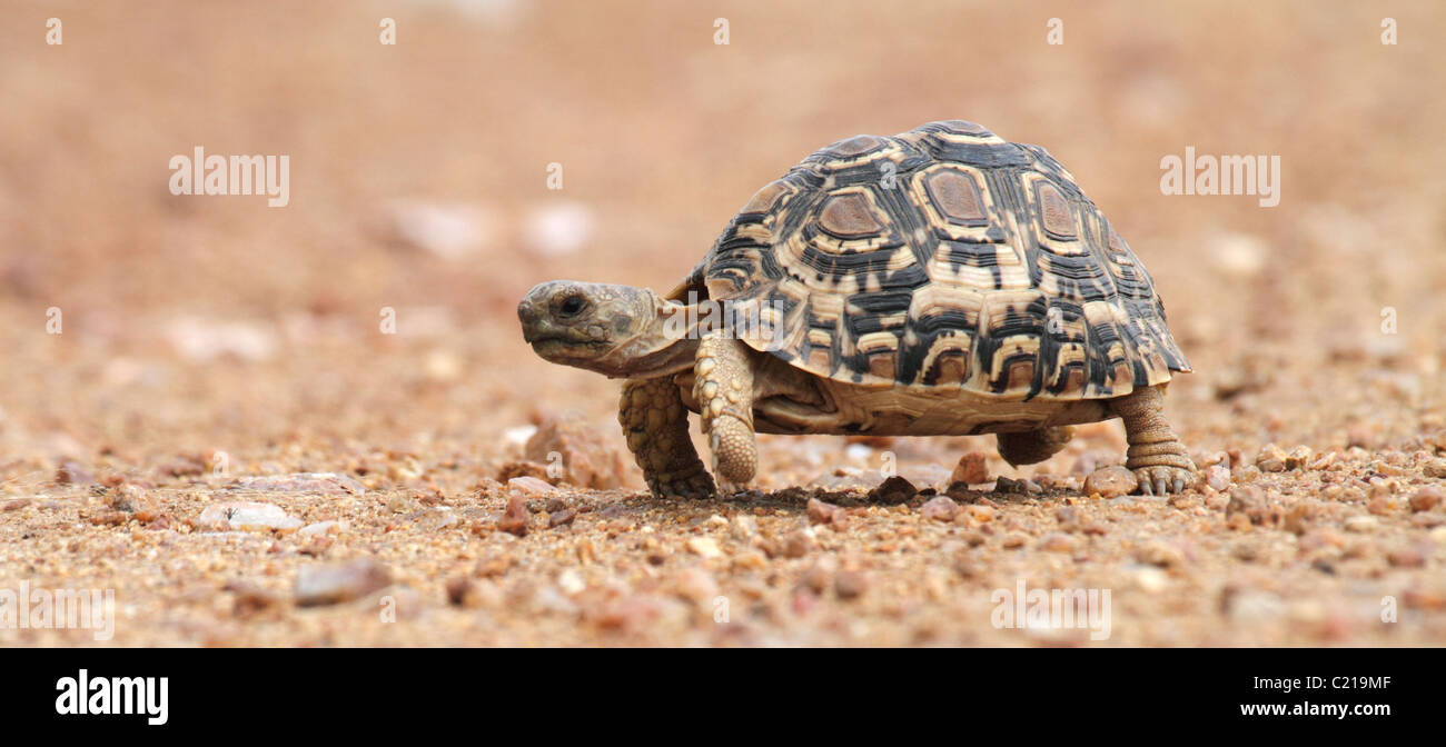 Afrikanische Sporn-Schildkröte zu Fuß Stockfoto