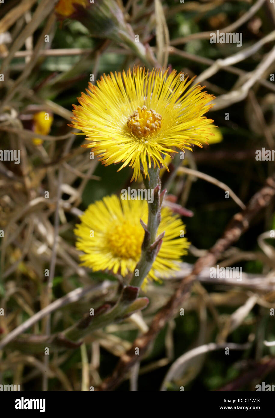 Huflattich, Tussilago Farfara, Asteraceae Stockfoto