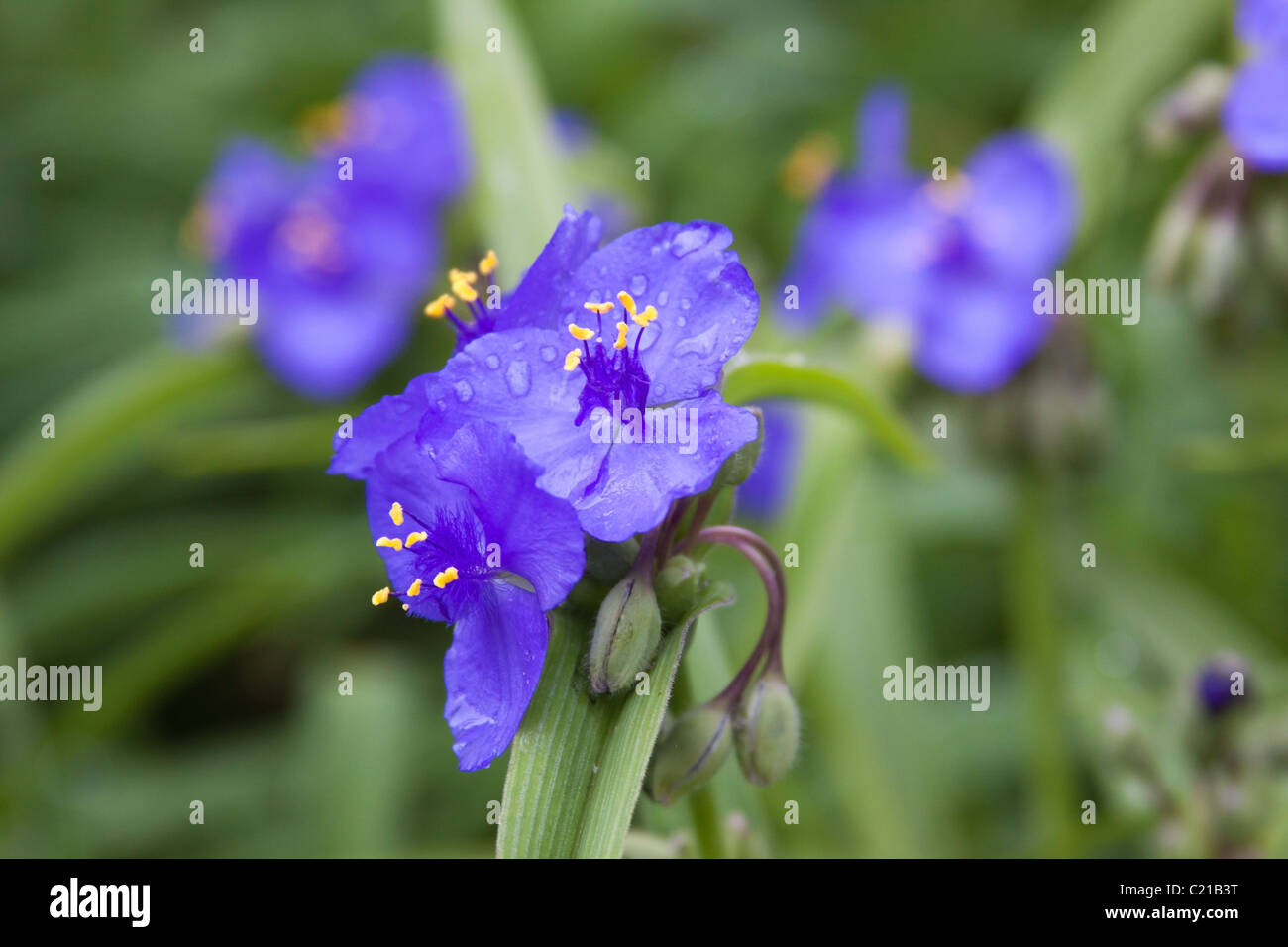 Tradescantia blume Fotos und Bildmaterial in hoher Auflösung Alamy