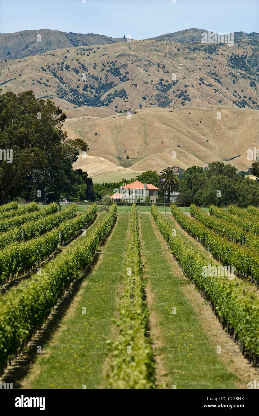 Weinanbaugebiet Marlborough, Neuseeland Stockfoto