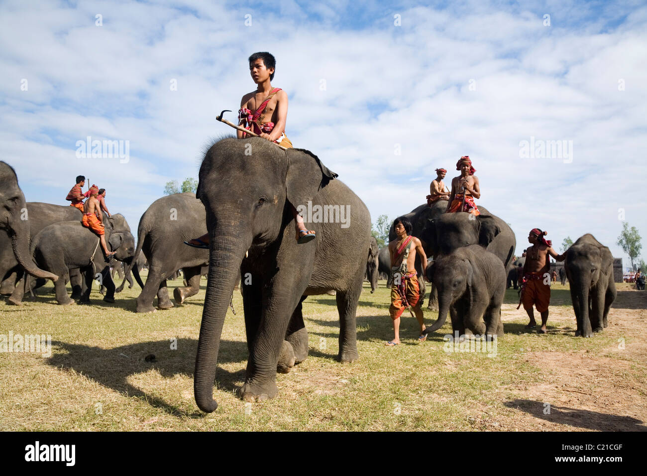 Eine Herde Elefanten und ihre Mahouts Suai (Master) während des jährlichen Festivals der Elephant Roundup.  Surin, Surin, Thailand Stockfoto