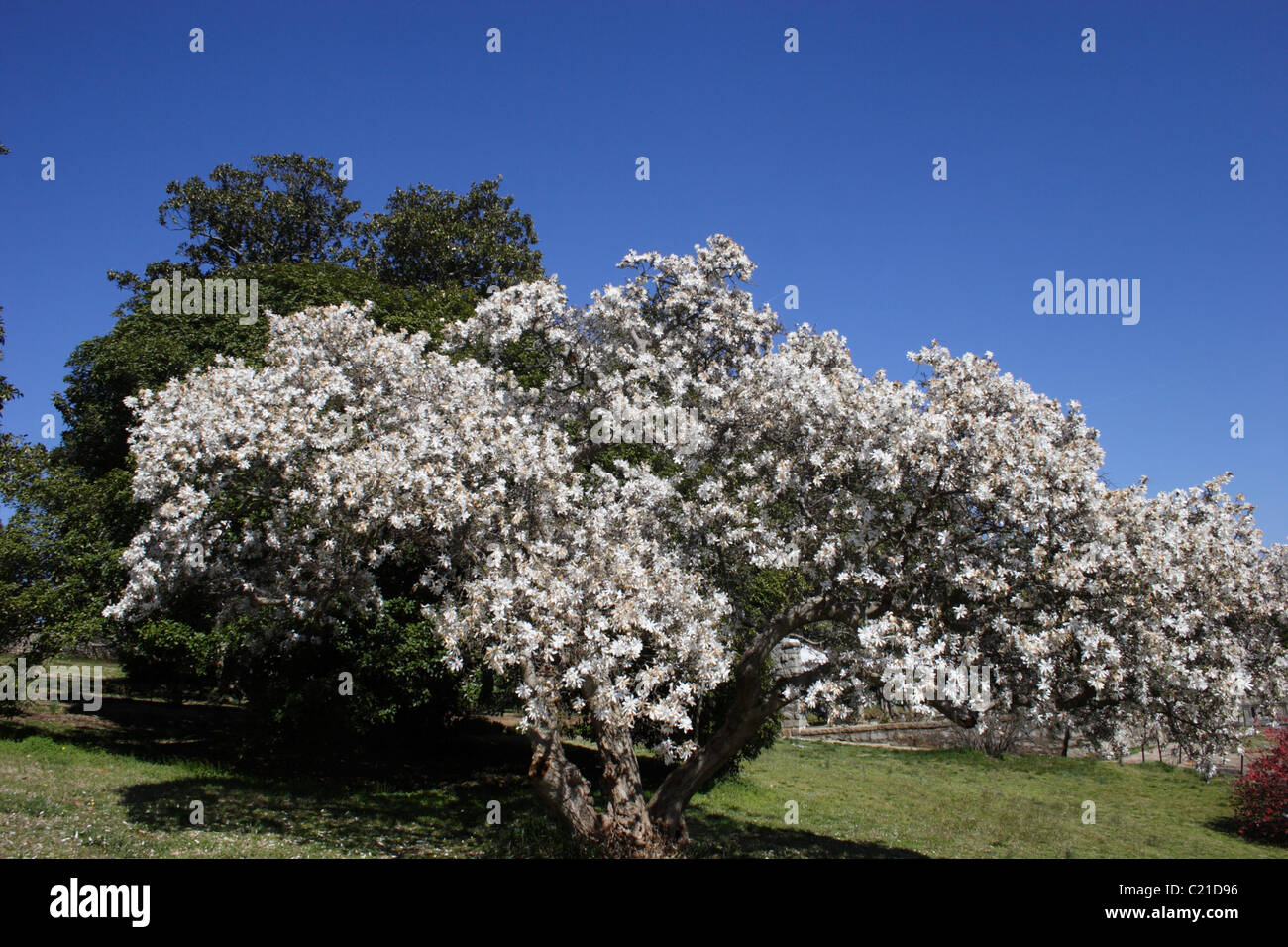 Hartriegel Baum in Richmond, Virginia Stockfoto
