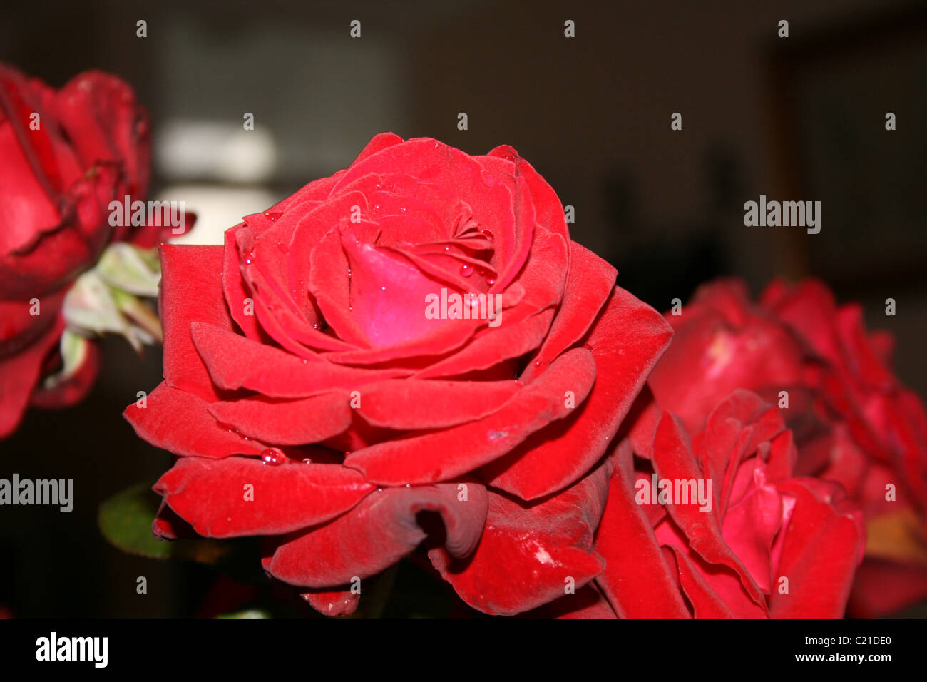 verträumte samt rote rose mit Tautropfen Stockfoto