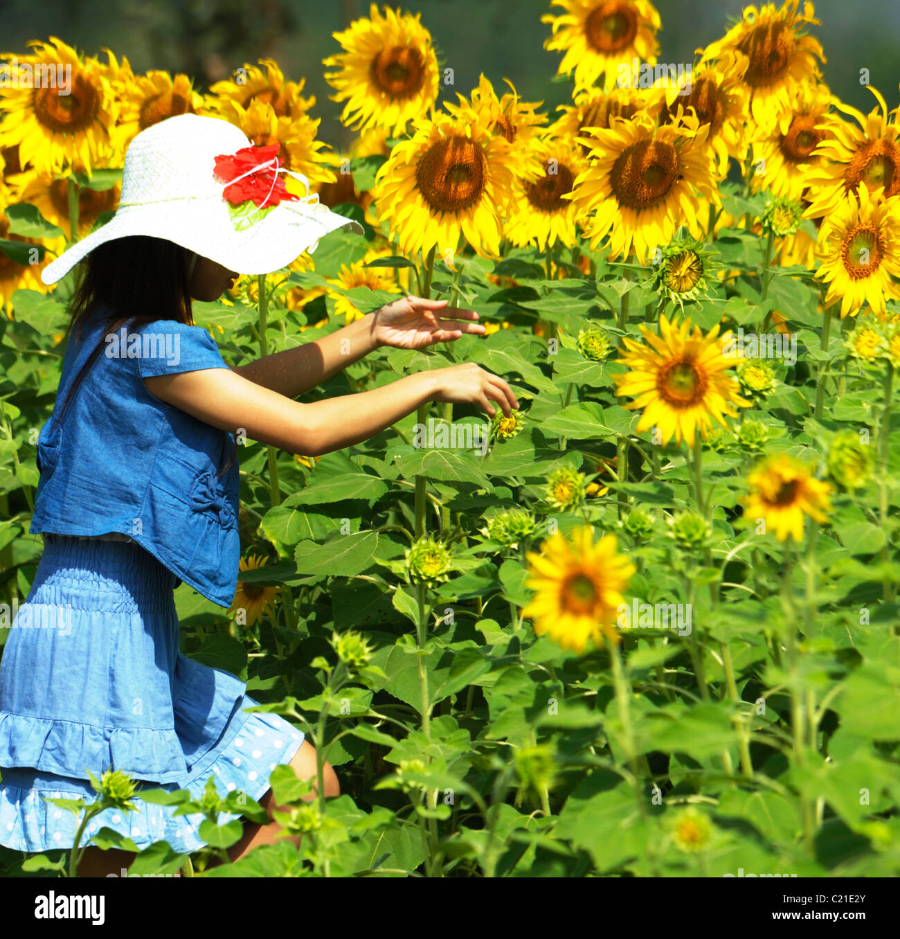 Mädchen zu Fuß durch Sonnenblumenfeld, Sonnenblumenfelder von Lopburi, Zentral-Thailand Stockfoto