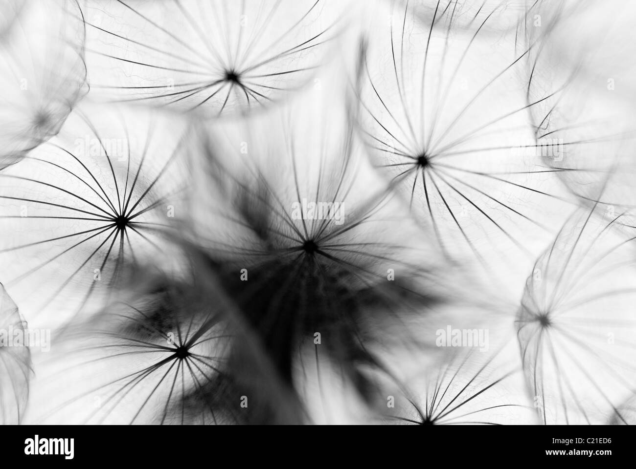 Löwenzahn Uhr Ausbreitung Samen Saatgut Regenschirm weiß runder Kopf Stockfoto