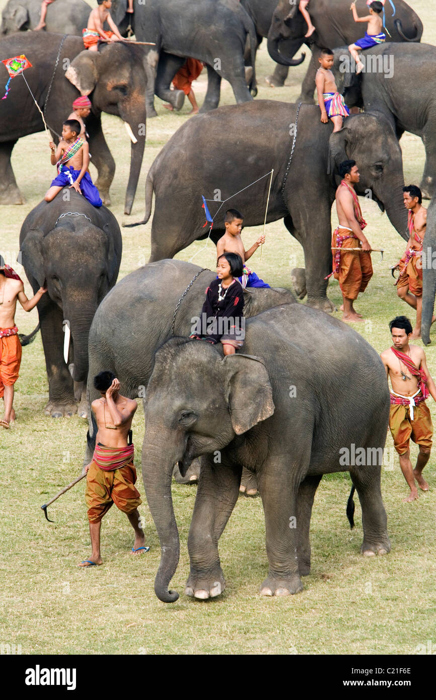 Eine Herde von jungen Elefanten wird während des jährlichen Festivals der Elephant Roundup von Suai Kindern geritten.  Surin, Thailand Stockfoto