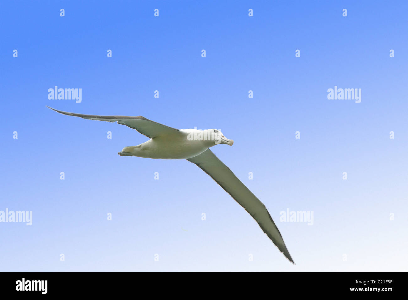 Albatros fliegen in Neuseeland Stockfoto
