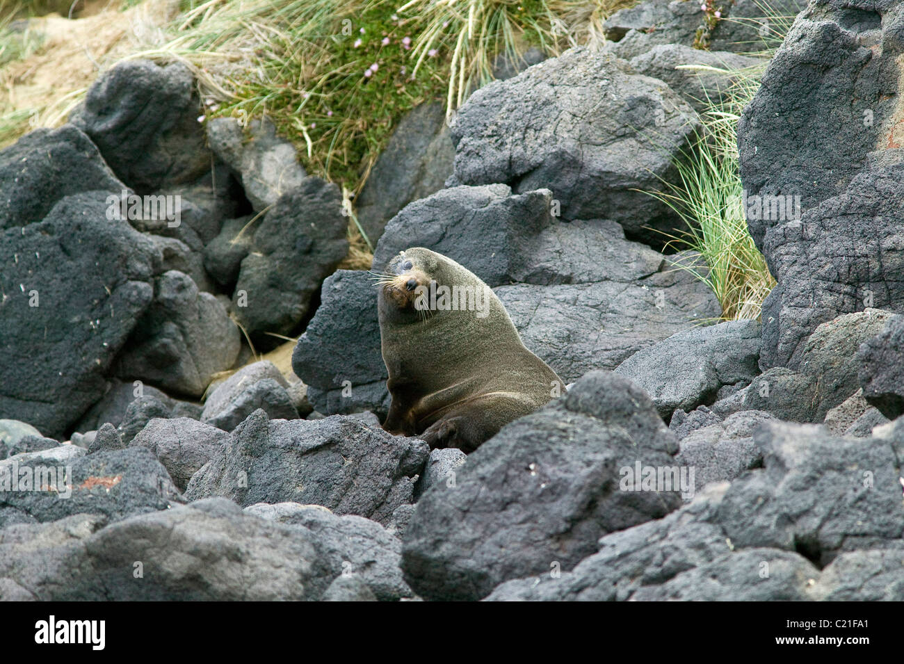 New Zealand | Seebär | versiegeln Stockfoto