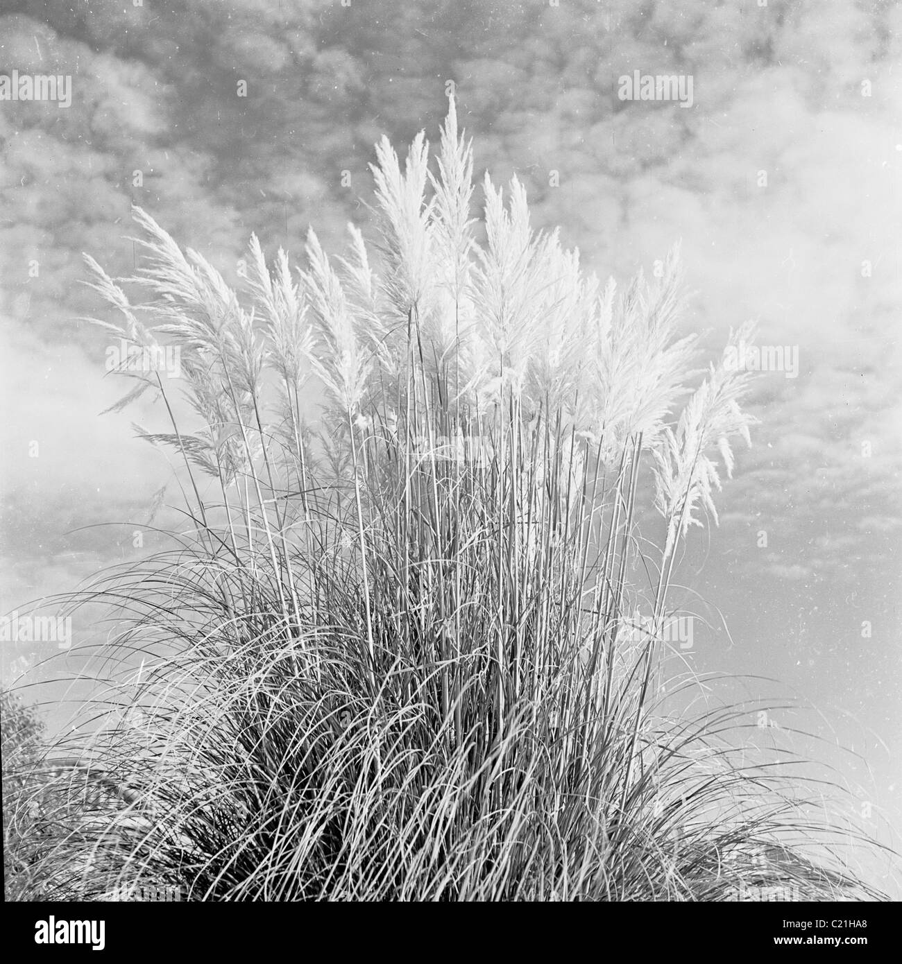 blühen Sie 1950er Jahren. Pampasgras (Cortaderia Selloana) in einem Feld in diesem Geschichtsbild von J Allan Cash schwankend. Stockfoto