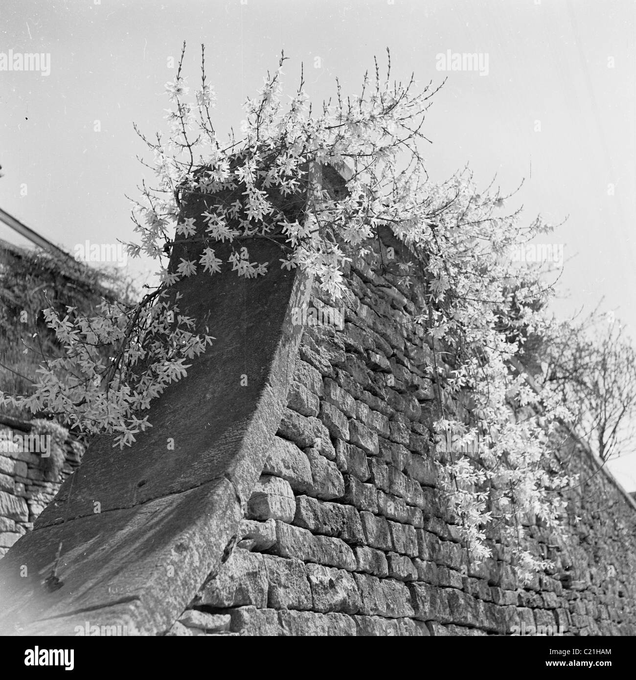 blühen Sie 1950er Jahren. Forsythien wächst oben aus einer alten Steinmauer. Stockfoto