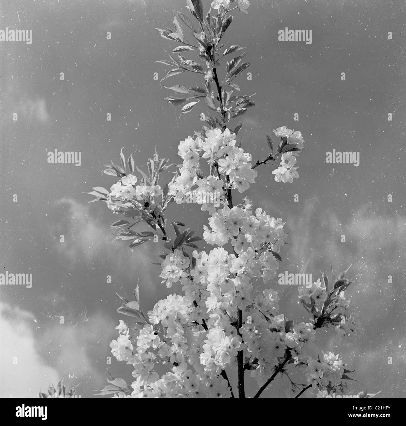 England der 1950er Jahre. Eine Kirschblüte Zweig Stockfoto