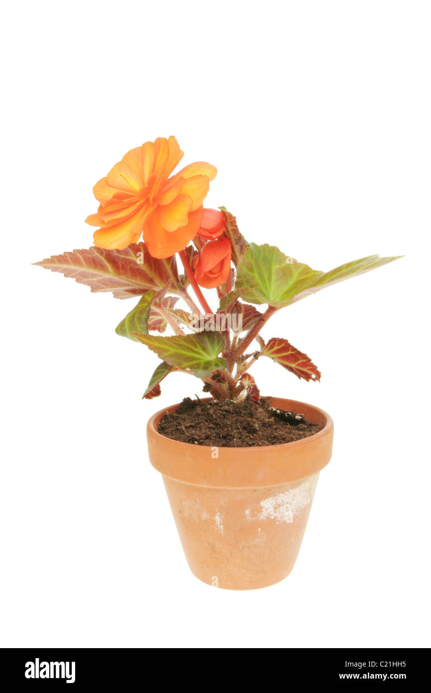 Begonie-Pflanze und Blume in einem Terrakotta-Topf isoliert auf weiss Stockfoto
