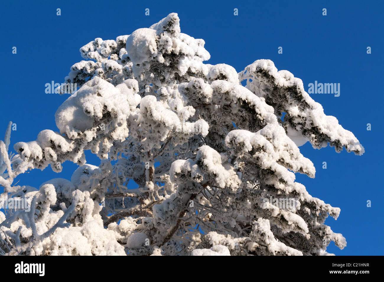 Baum im Schnee gegen den blauen Himmel Stockfoto