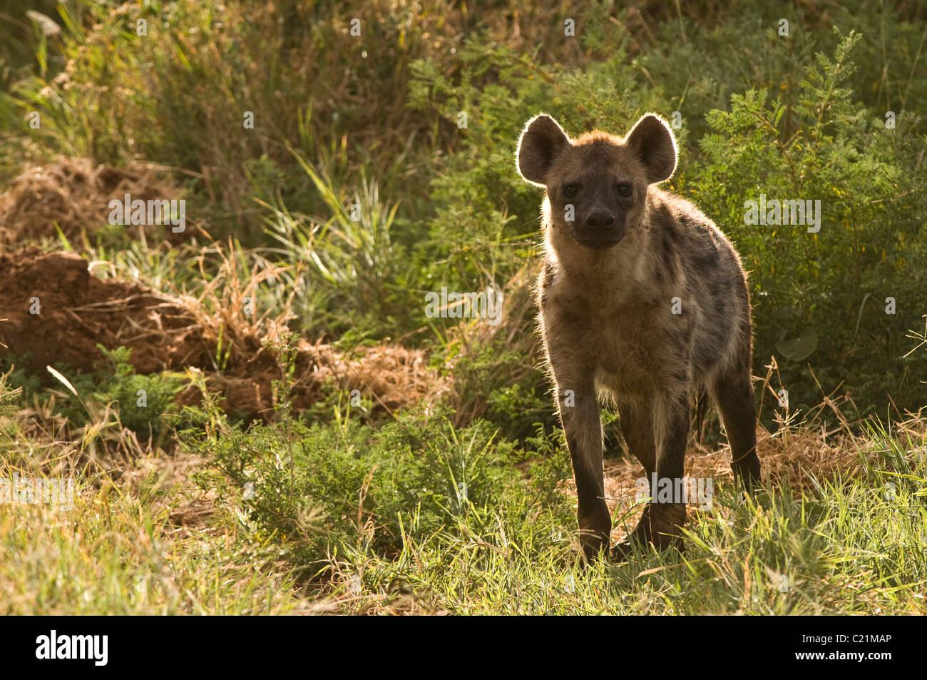 Gefleckte Hyänen (Crocuta Crocuta) hinterleuchtet und Blickkontakt in den Rasen in Lewa Conservancy, Kenia, Ostafrika, Afrika Stockfoto