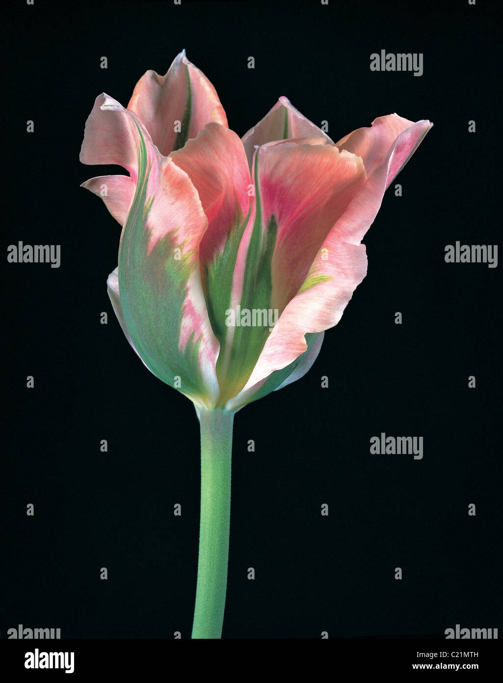 Eine Nahaufnahme Portrait der Tulpe "China Town" Stockfoto