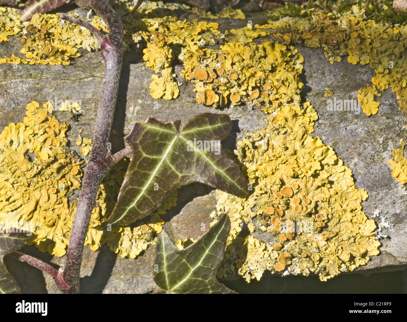 Xanthoria Parietina gemeinsamen gelbe Flechten wachsen auf einer Steinmauer mit einem Zweig der Efeu wächst über sie. Stockfoto