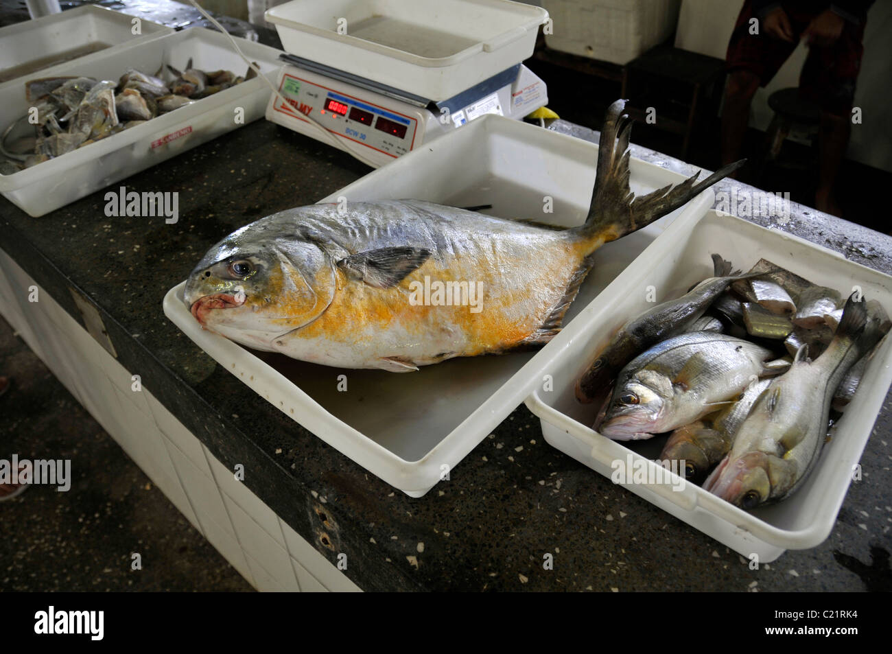 Frische Jack und Schnapper zum Verkauf in Fischmarkt, Pontal Paraná, Parana, Brasilien Stockfoto