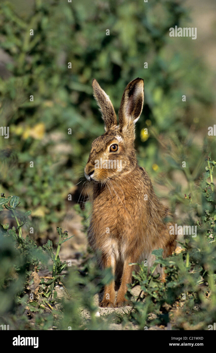 Feldhase (Lepus Europaeus) Roggen Harbour Nature Reserve, East Sussex Stockfoto