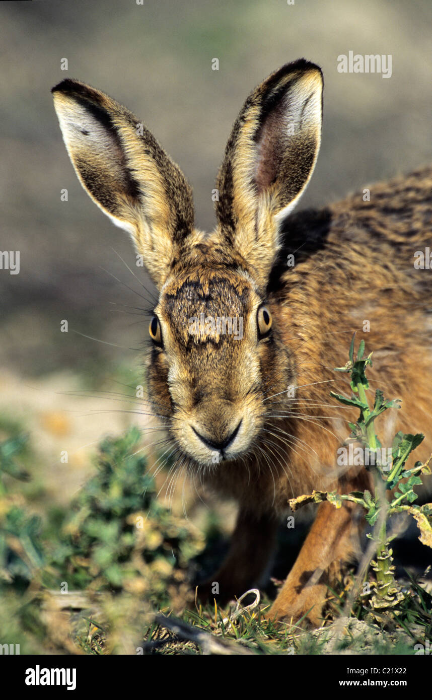 Feldhase (Lepus Europaeus) Roggen Harbour Nature Reserve, East Sussex Stockfoto