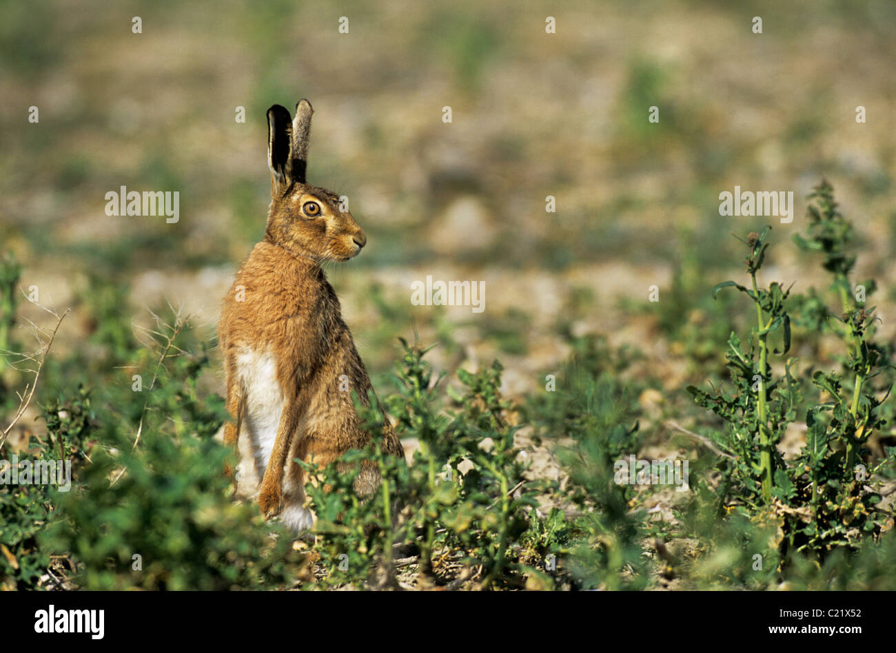 Feldhase (Lepus Europaeus) Roggen Harbour Nature Reserve, East Sussex Stockfoto