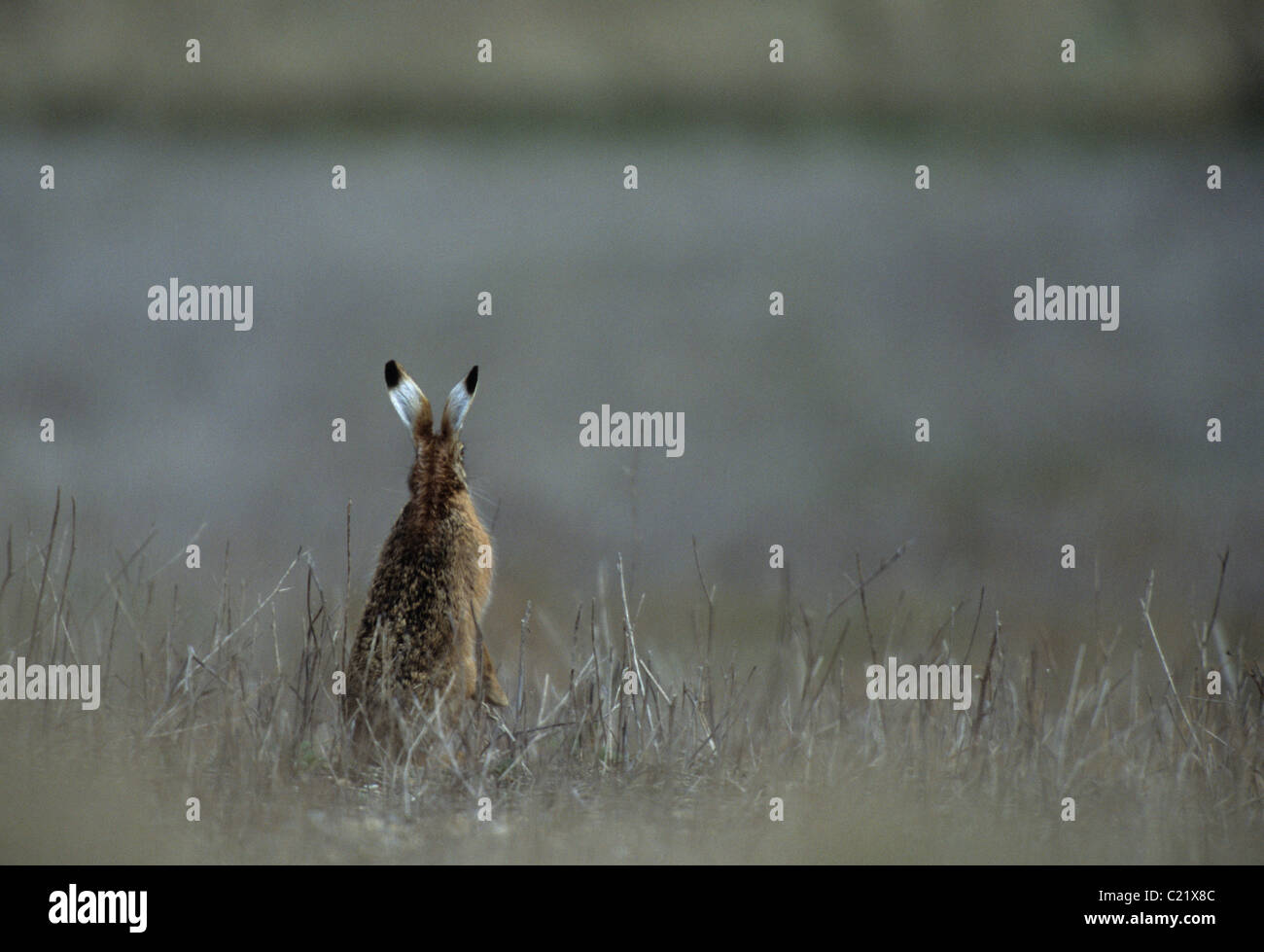 Feldhase (Lepus Europaeus) Roggen Harbour Nature Reserve, East Sussex Stockfoto
