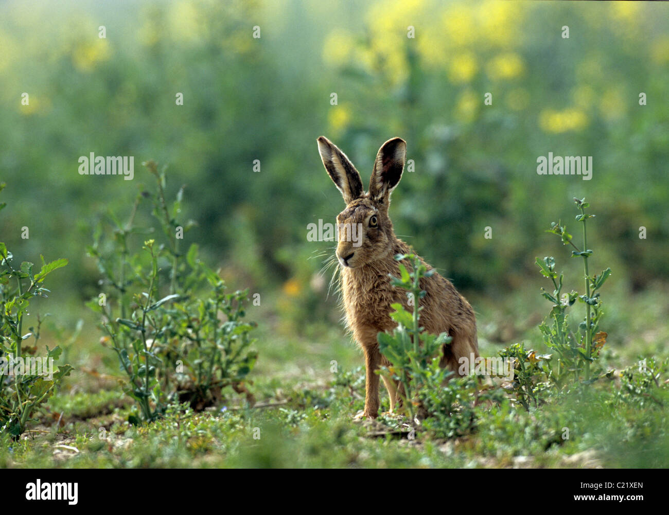 Feldhase (Lepus Europaeus) Roggen Harbour Nature Reserve, East Sussex Stockfoto