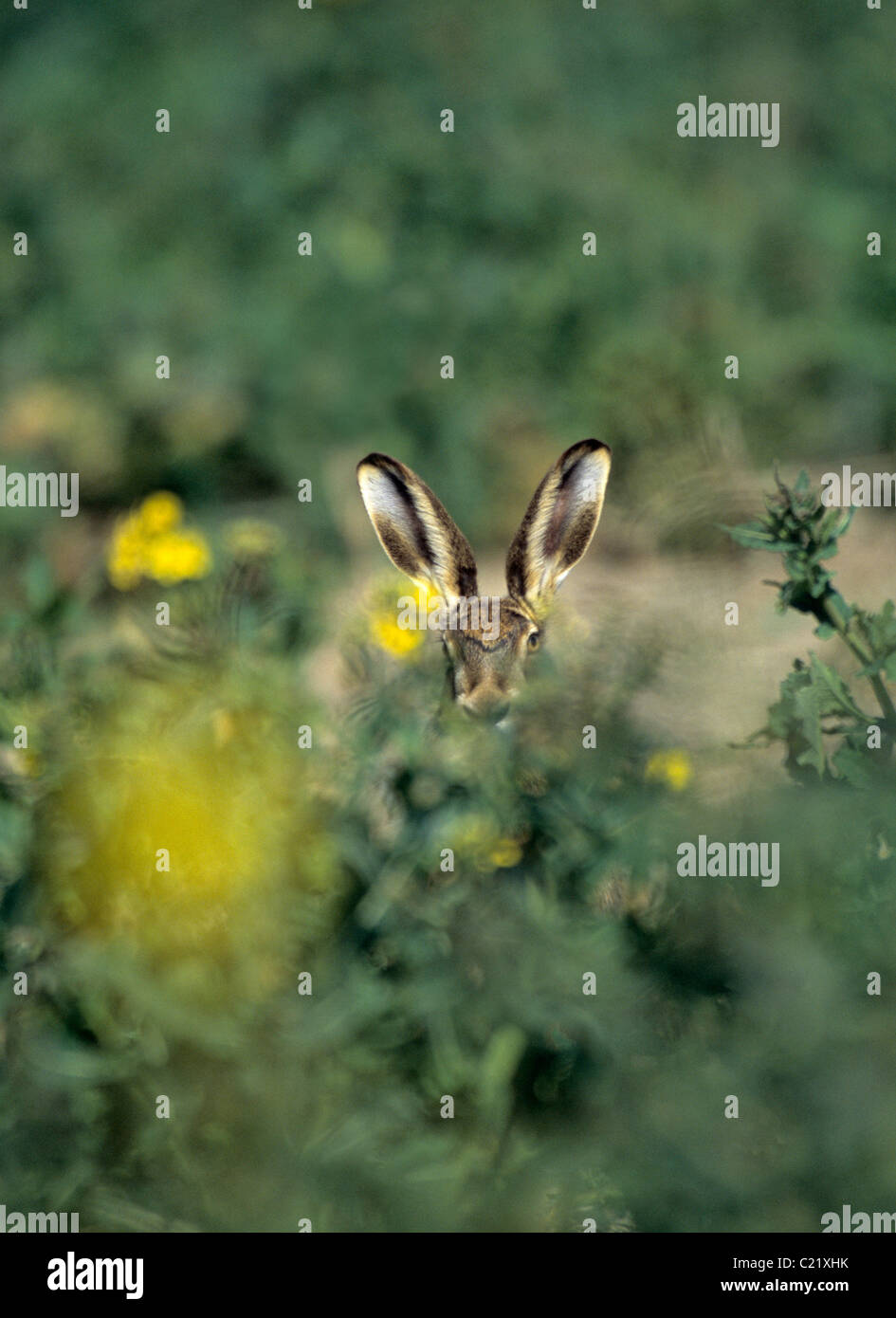 Feldhase (Lepus Europaeus) Roggen Harbour Nature Reserve, East Sussex Stockfoto