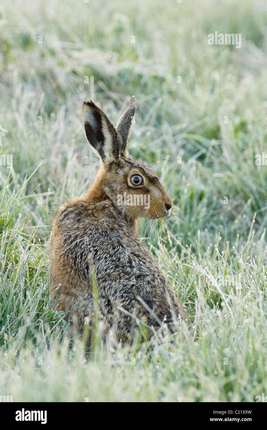 Feldhase (Lepus Europaeus) Elmley Sümpfe RSPB reserve, Kent, UK Stockfoto