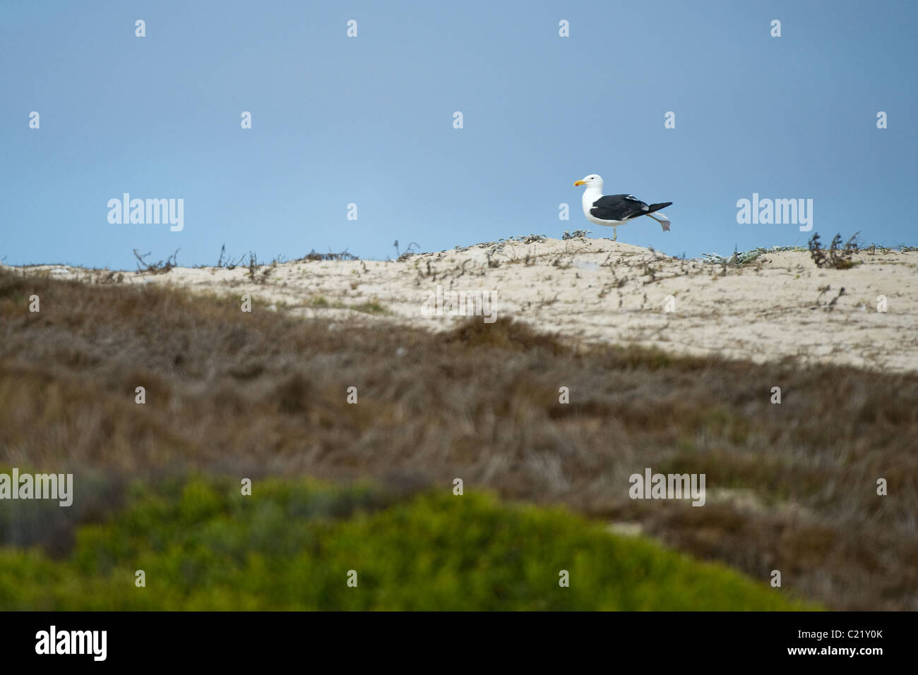 Kelp Gull Larus Dominicanus in Strandfontein Kläranlagen, die besten Vogelbeobachtung vor Ort in Cape Town, South Africa Stockfoto