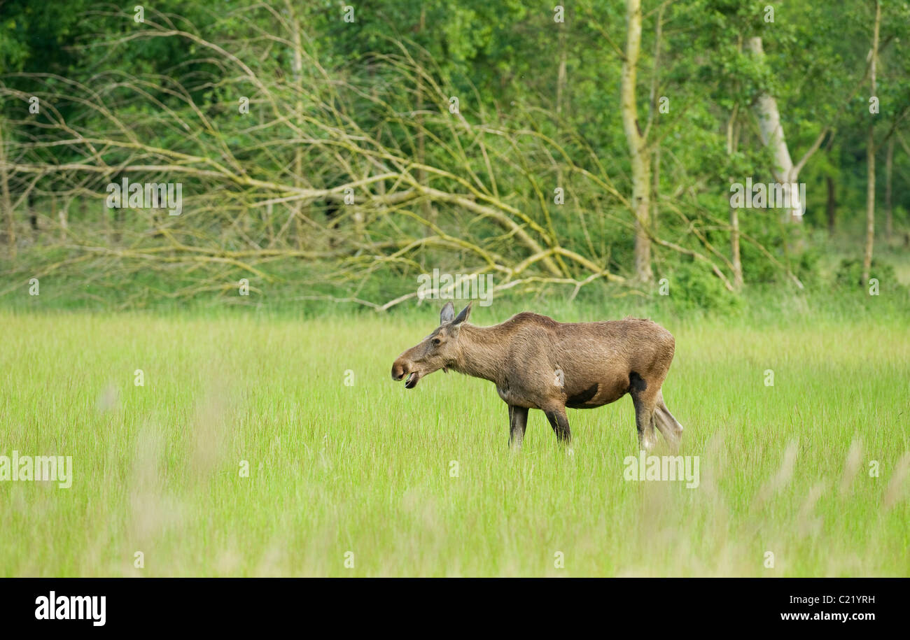 Europäischen Elch oder Elch (A. Alces Alces). In Gefangenschaft, Niederlande. Stockfoto