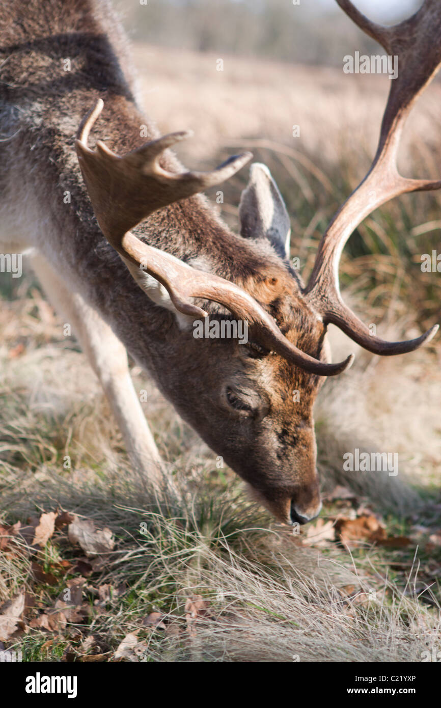 Hirsche im Dunham Massey in Cheshire, England. © StockPix.eu Stockfoto