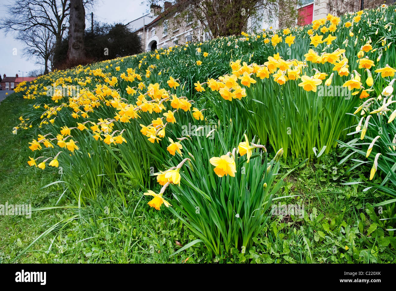 Frühling-Narzissen auf Potter Hill, Pickering Stockfoto
