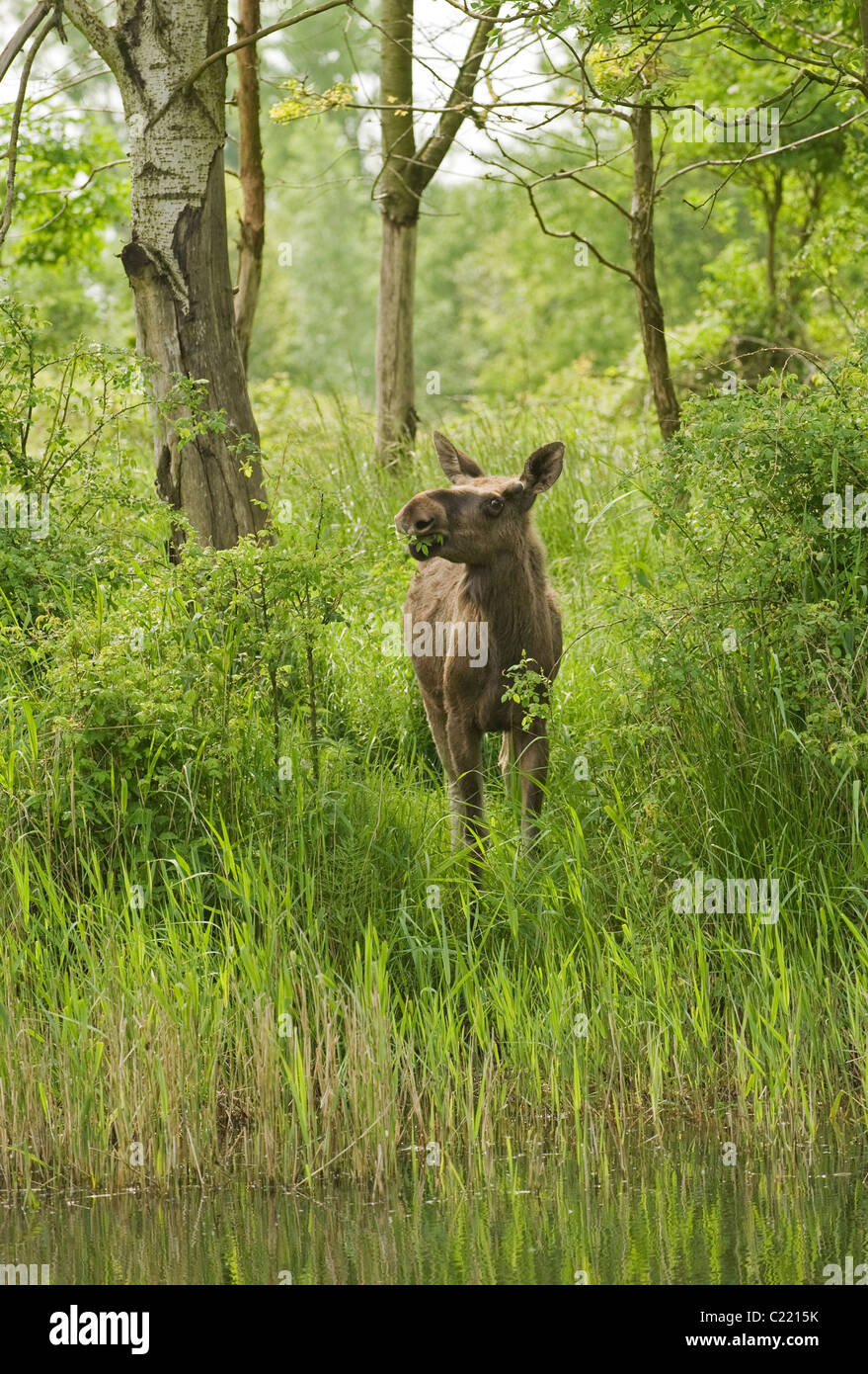 Europäischen Elch oder Elch (A. Alces Alces). In Gefangenschaft, Niederlande. Stockfoto