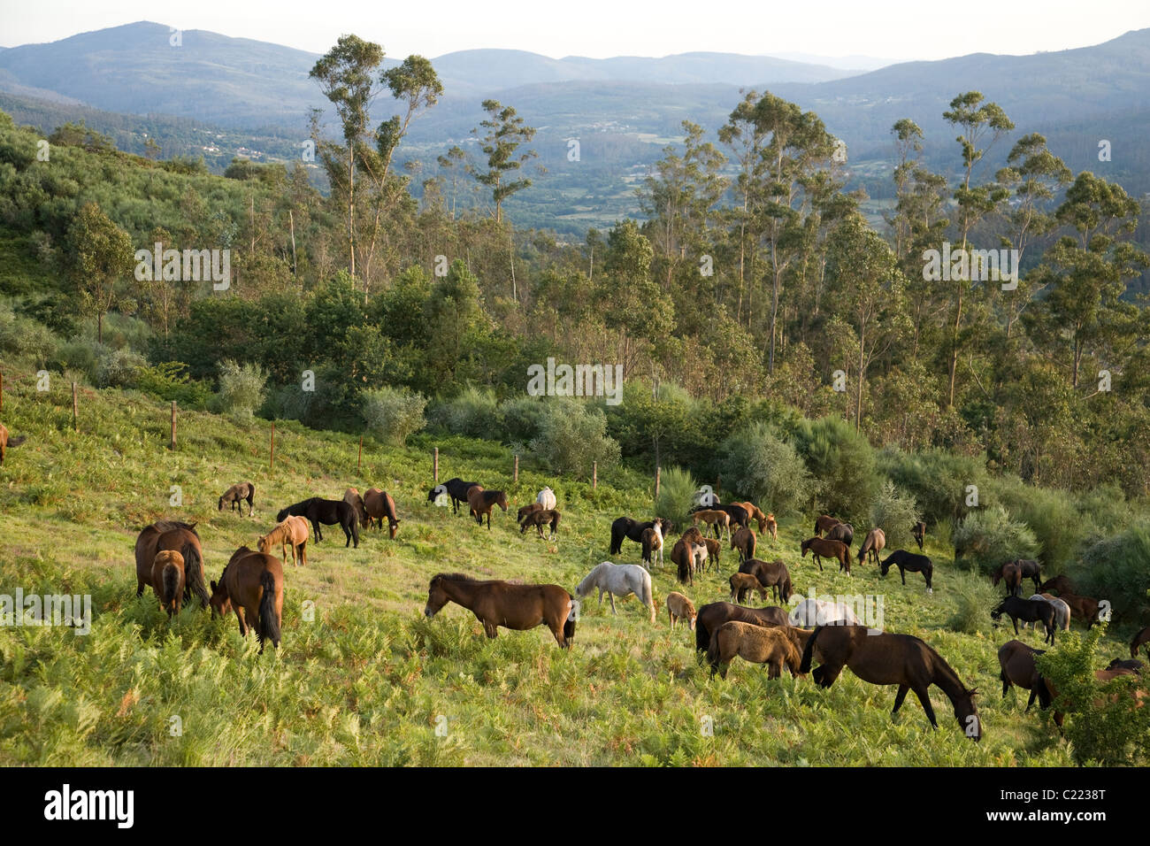 Pferde Weiden oberhalb des Dorfes Sabucedo während der Rapa Das Bestas Festival, eine Runde auf der Pferde in Galicien, Spanien Stockfoto