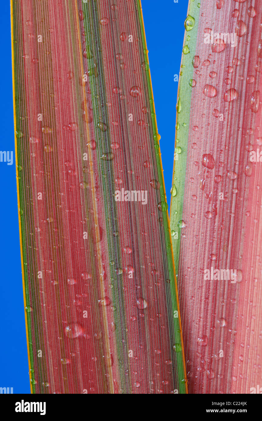 Phormium "Jester" Neuseeland Flachs Tropfen Wasser auf den Blättern Juni Stockfoto
