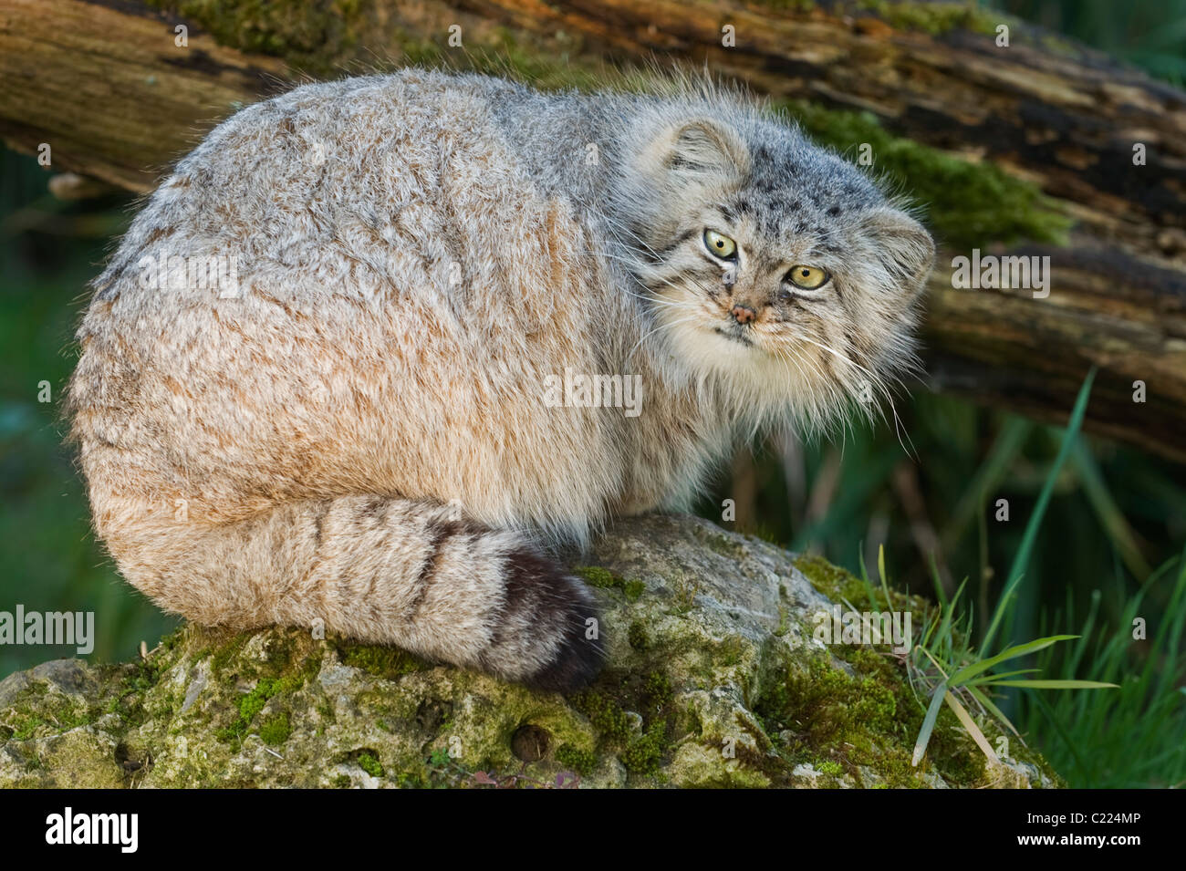 Pallass katze -Fotos und -Bildmaterial in hoher Auflösung – Alamy