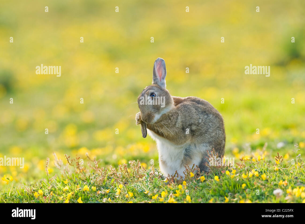 Kaninchen (Oryctolagus Cunniculus) North Downs, Kent, UK Stockfoto