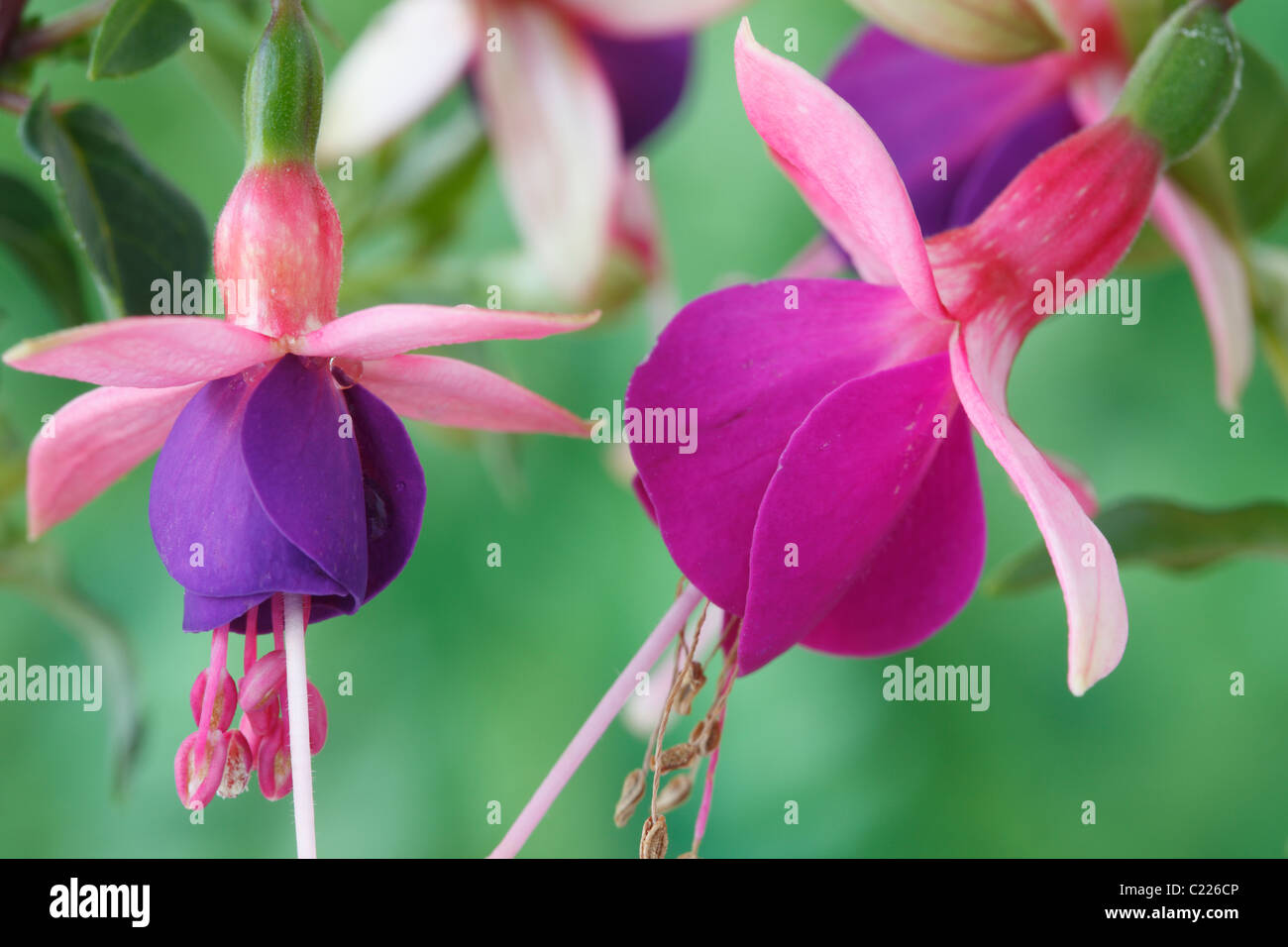 Fuchsia "Lambada" neue und alte Blumen zeigen Farbunterschied zwischen ihnen Juni Stockfoto