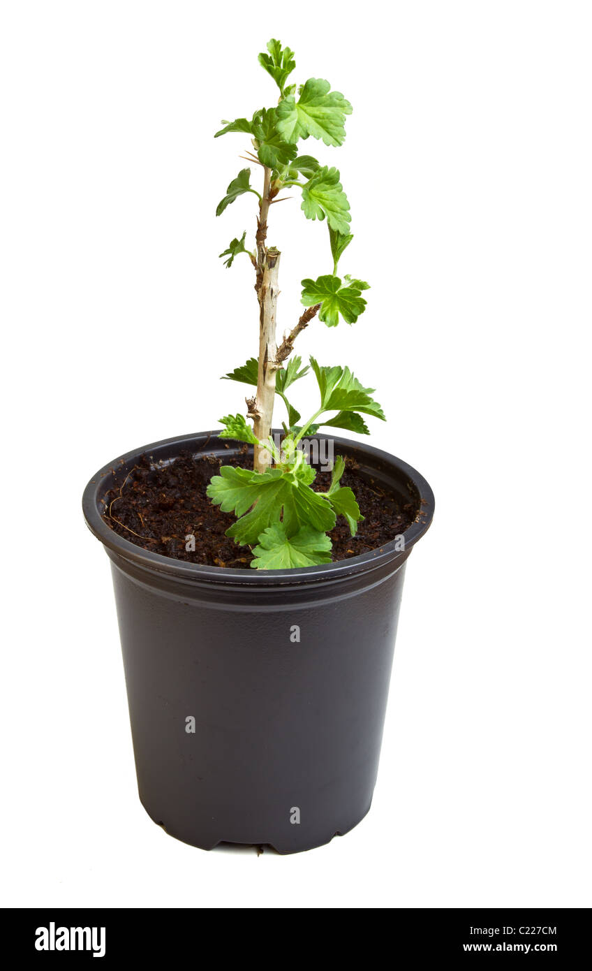 Kleinen Stachelbeere Sämling von niedrigen Perspektive isoliert auf weiss. Stockfoto