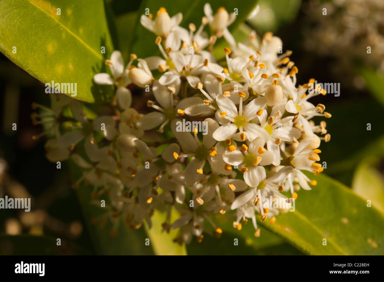 Detail der Blütenstand Skimmia Japonica Fragrans. Stockfoto