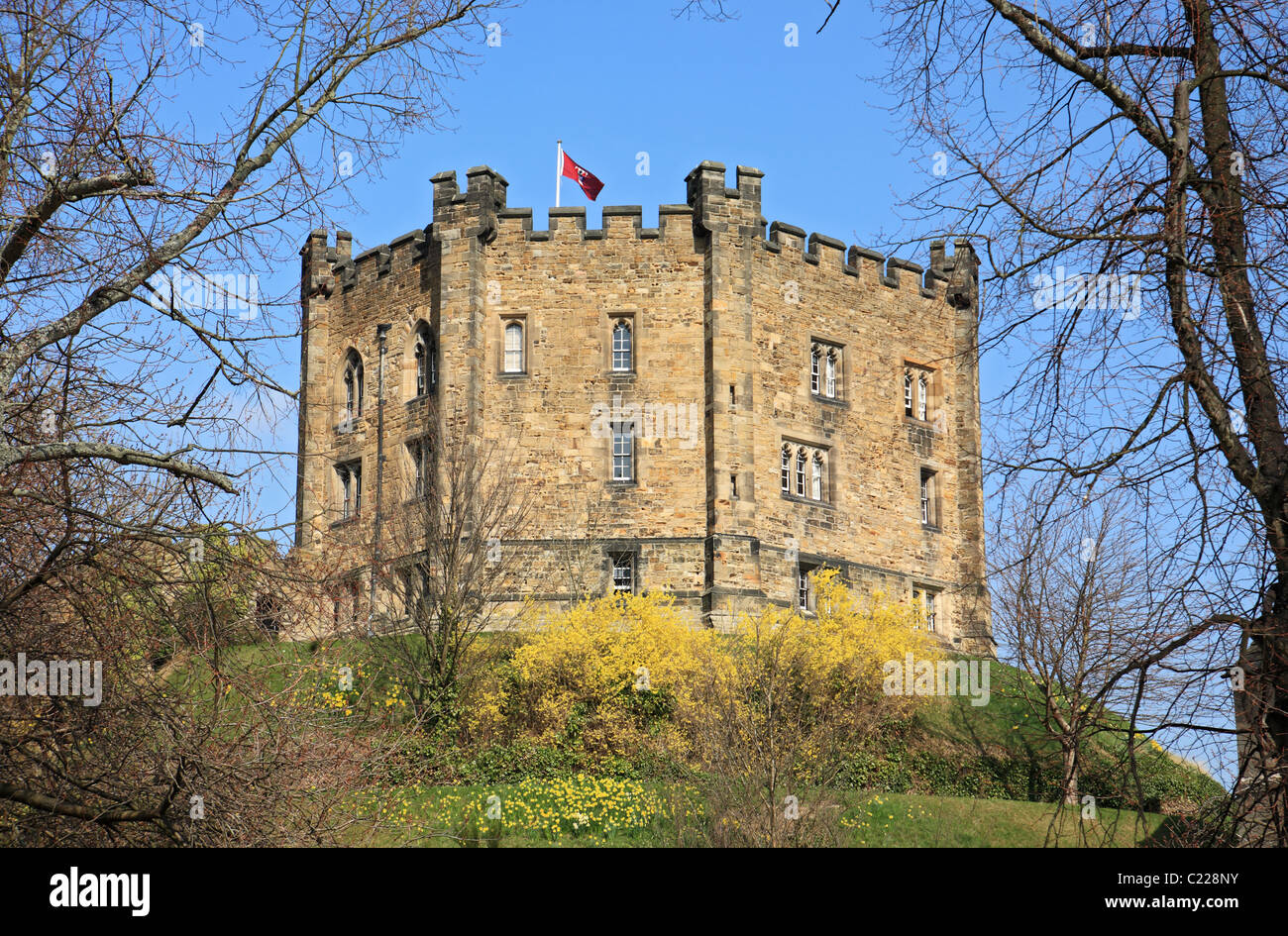 Durham Castle oder halten, wie gesehen von Palace grün mit Frühlingsblumen in den Vordergrund, Nord-Ost-England, UK Stockfoto