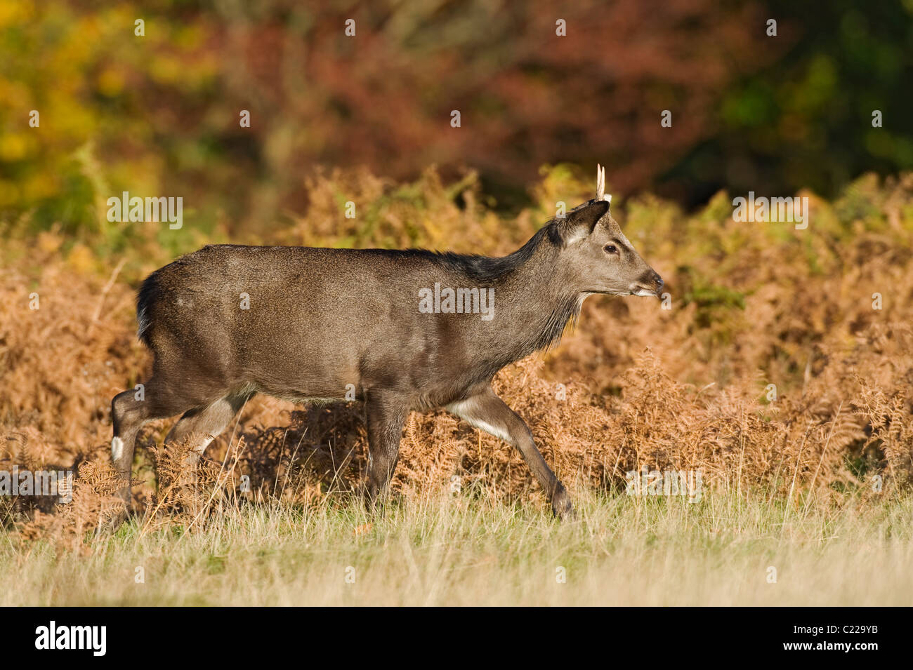 Sika-Hirsch (Cervus Nippon), Kent, UK. Stockfoto