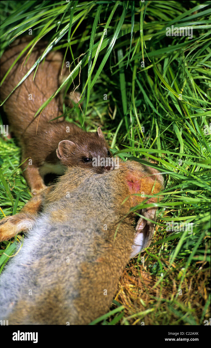 Männliche Hermelin (Mustela Erminea) Europa. In Gefangenschaft Stockfoto