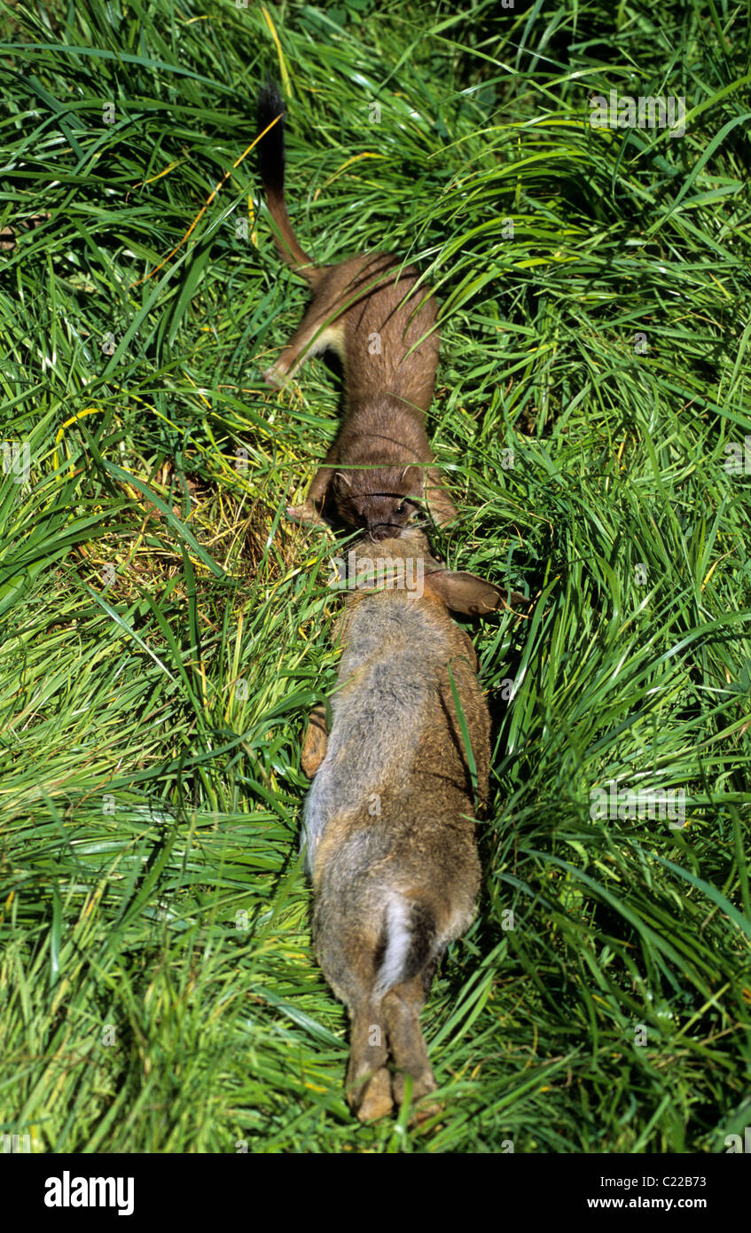 Männliche Hermelin (Mustela Erminea) Europa. In Gefangenschaft Stockfoto