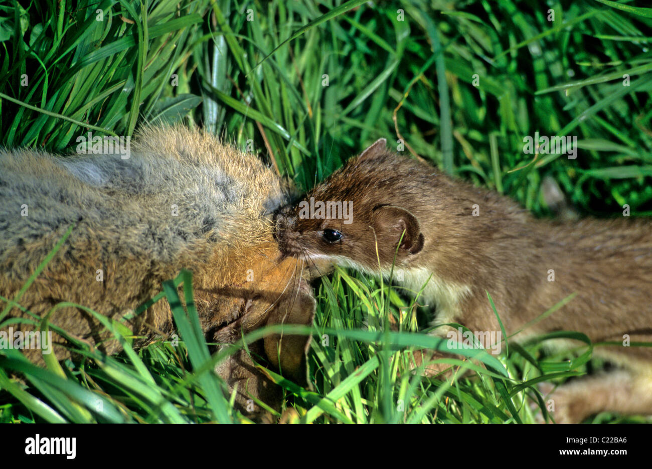 Männliche Hermelin (Mustela Erminea) Europa. In Gefangenschaft Stockfoto