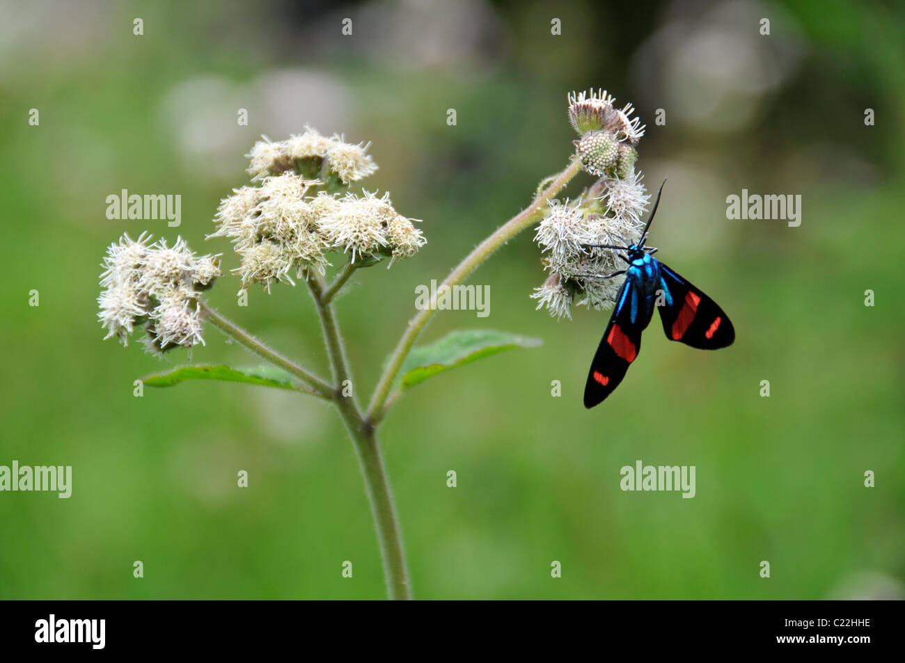 Schmetterling auf Blume, 'Fortaleza de Nossa Senhora dos Prazeres', Mel Island, Paranagua, Parana, Brasilien Stockfoto