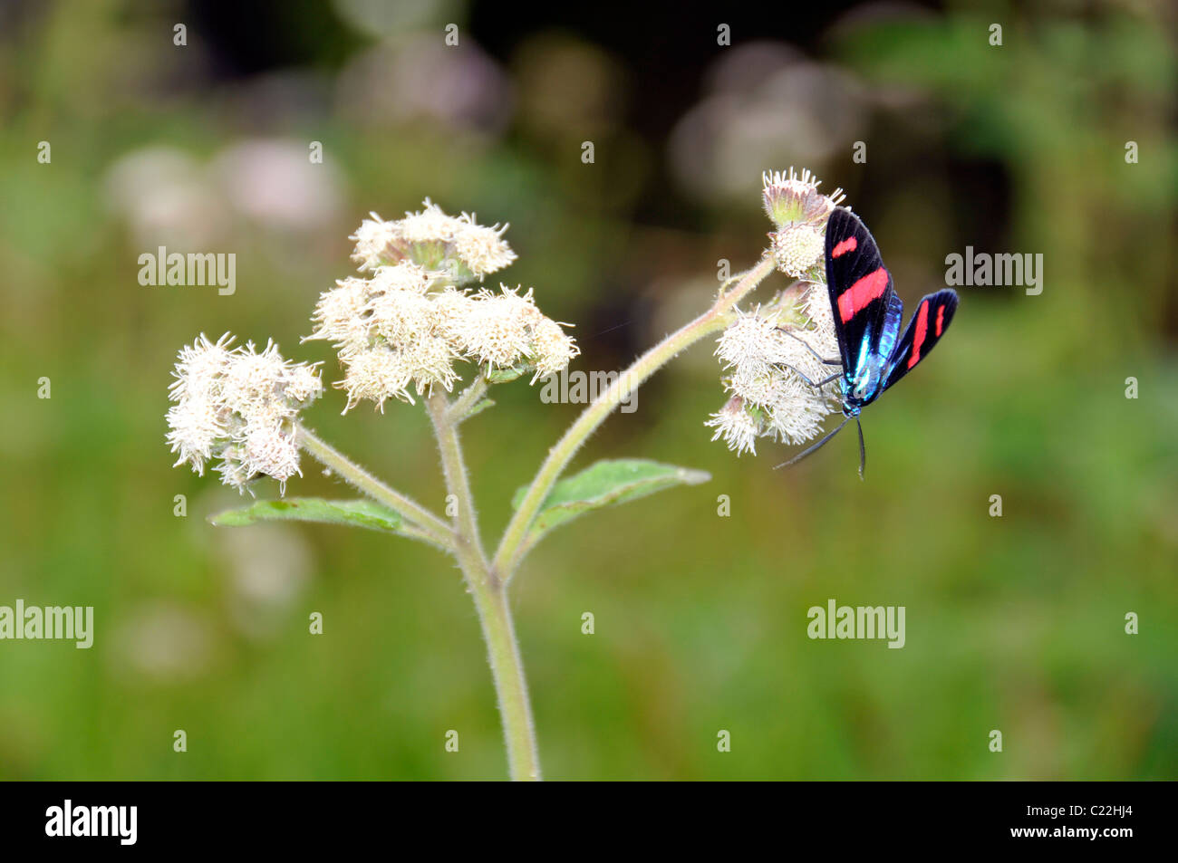 Schmetterling auf Blume, 'Fortaleza de Nossa Senhora dos Prazeres', Mel Island, Paranagua, Parana, Brasilien Stockfoto