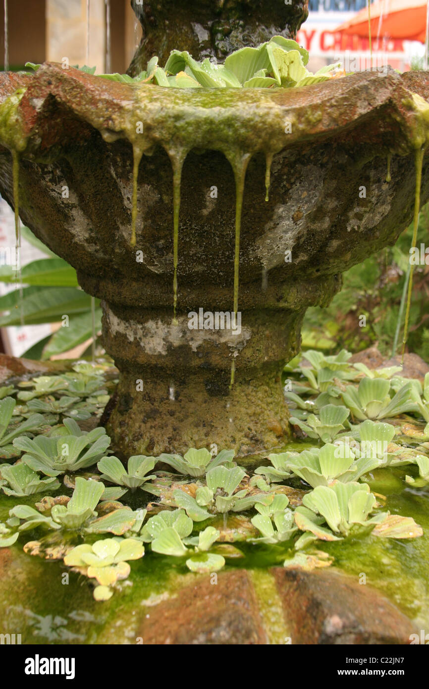 Wasser-Brunnen mit Moos hängen über den Rand. Stockfoto