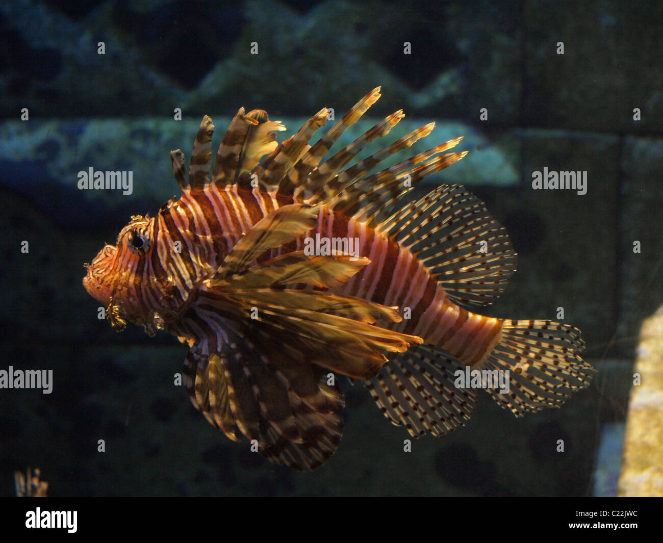 Ein einbunter Löwenfisch (Pterois) in einem Becken. Auch bekannt als Glühwürmchen, Turkeyfish, Tastyfish, oder Schmetterling-Kabeljau. Stockfoto