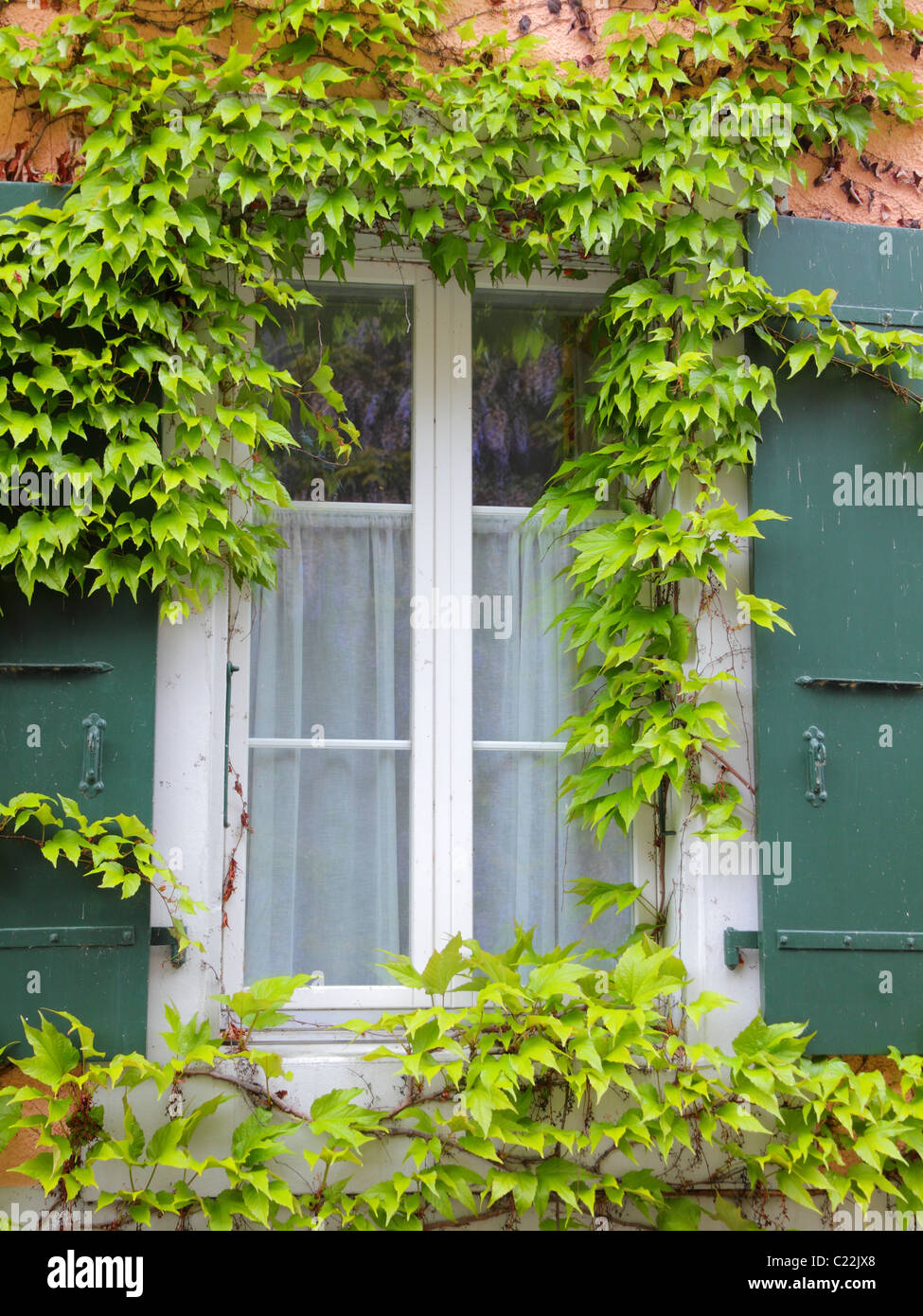 Traube gerahmte Fenster mit grünen Fensterläden Stockfoto